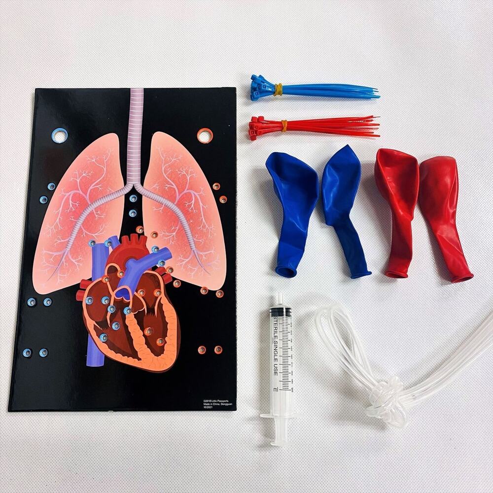 Little Passports Science Expeditions Heart And Lungs Model New Kids